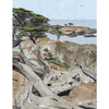 Driftwood